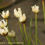 Juncus triglumis Fruct