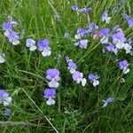 Viola lutea Habit