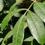 Syzygium paniculatum List
