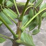 Swietenia macrophylla Leaf