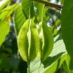 Halesia carolina Frukt