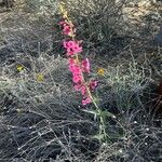 Penstemon parryi फूल