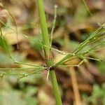 Equisetum sylvaticum Rinde