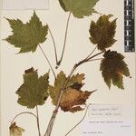 Acer caudatum Ostatní