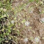 Spergularia diandra Flor