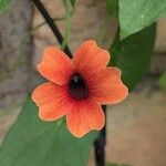 Thunbergia alataപുഷ്പം