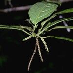 Acalypha diversifolia 其他