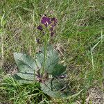 Verbascum phoeniceum Habit