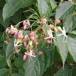 Clerodendrum trichotomum Квітка