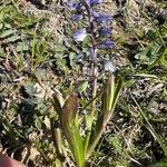 Polygala amarella Folio