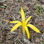 Sternbergia colchiciflora Blodyn