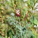 Platycapnos spicata Квітка