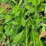 Sonchus bulbosus Hoja