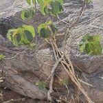 Ficus abutilifolia Ліст