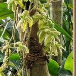 Mucuna pruriens Elinympäristö