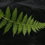 Athyrium clarkei Leaf