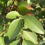 Ligustrum japonicumLeaf