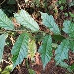 Turraea cabrae Leaf