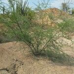 Vachellia tortuosa Tervik taim