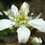 Amelanchier arborea 花
