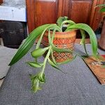 Ornithogalum dubium Fuelha