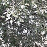 Celtis caucasica葉