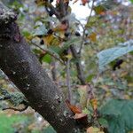 Cotoneaster ambiguus Bark