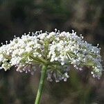 Seseli annuum Blüte