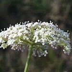 Seseli annuum Flower