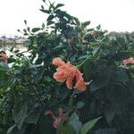 Hibiscus grandidieri Çiçek