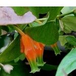 Juanulloa mexicana Flor