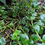 Peperomia blanda आदत