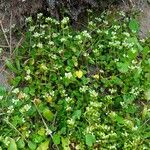 Cochlearia danica Habitus