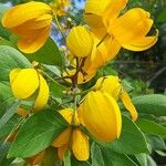 Senna macranthera Fleur