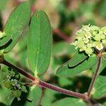 Euphorbia hyssopifolia फूल