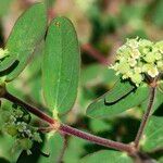 Euphorbia hyssopifolia Virág