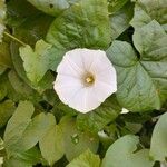 Calystegia sepiumKvět