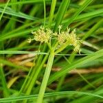 Oenanthe fistulosa Other