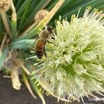 Allium fistulosum Fiore