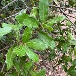 Quercus coccifera Folla