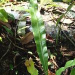 Asplenium africanum Lehti