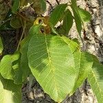 Juglans regia पत्ता