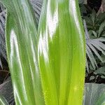 Pandanus dubius Folio