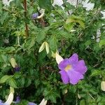 Thunbergia erecta Hábitos