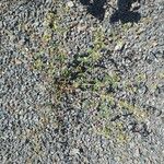 Euphorbia hyssopifolia पत्ता