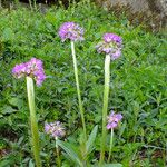 Primula denticulata Flower