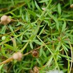 Erigeron karvinskianus Leaf