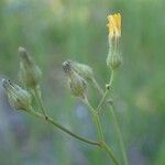 Pilosella piloselloides Froito