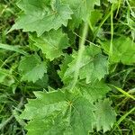 Abutilon grandiflorum Leaf