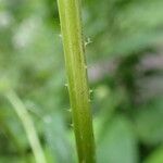 Dipsacus pilosus Bark